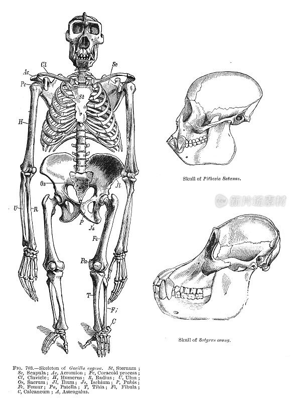 大猩猩/灵长类动物骨架
